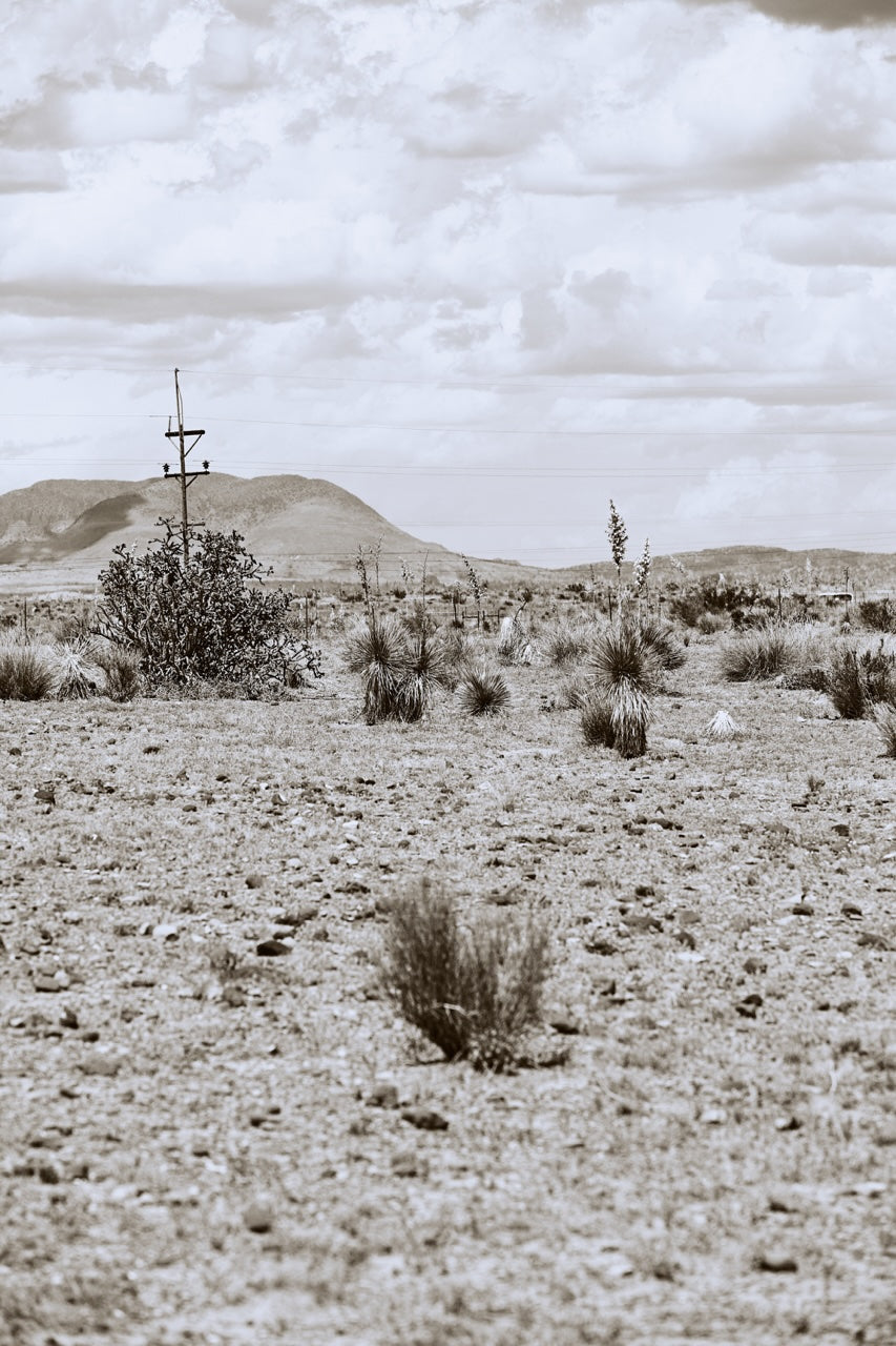 DESERT PULSE
