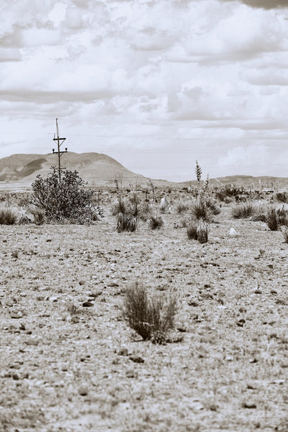 DESERT PULSE