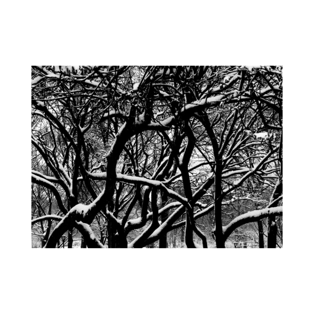 CENTRAL PARK WEB