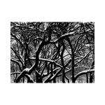 CENTRAL PARK WEB
